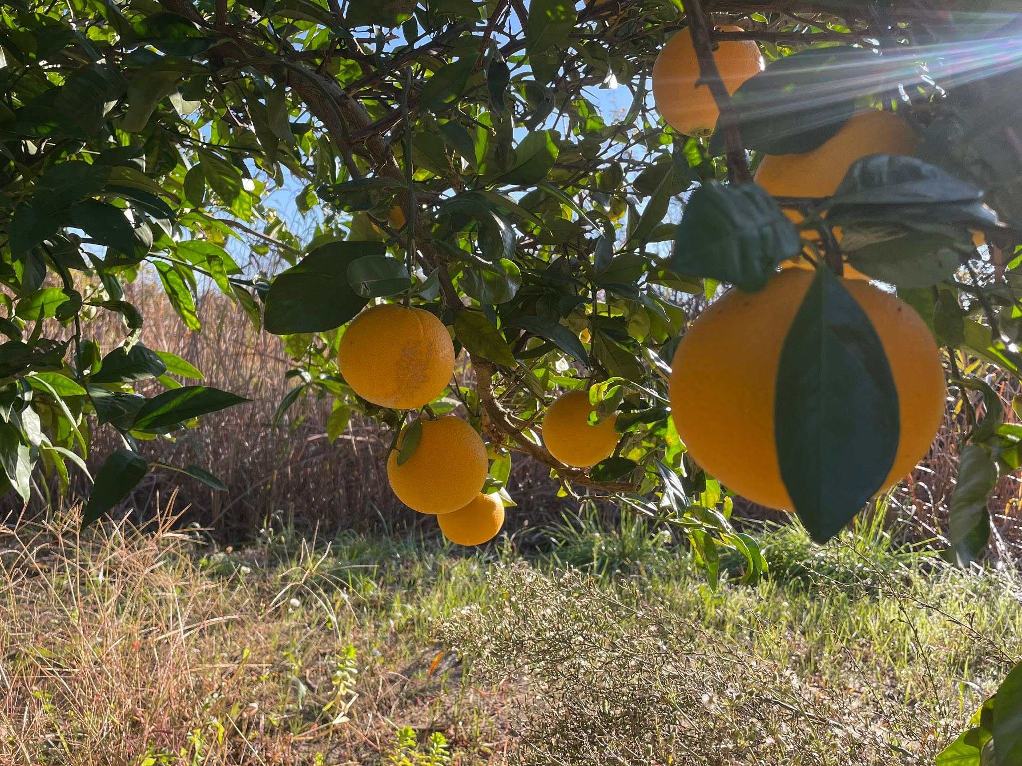 Orangen in der Sonne