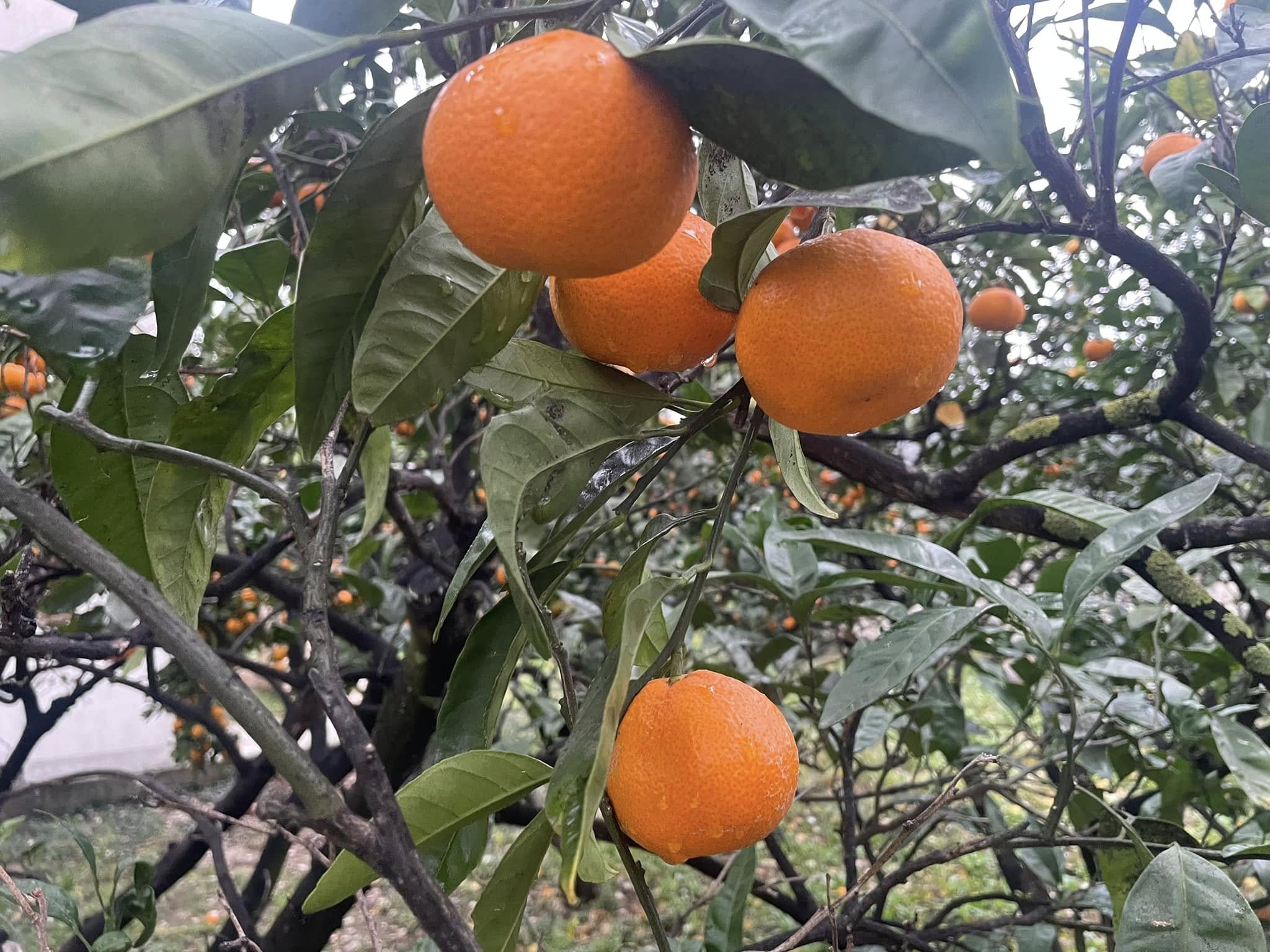 Mandarinen am Zweig