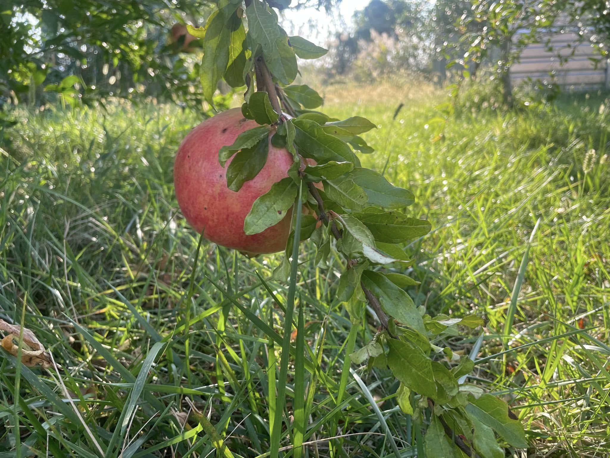 Granatapfel am Baum